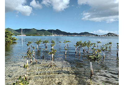 SinC Caribbean St Maarten Mangroves